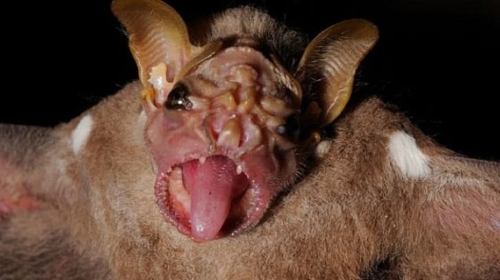 संसार के सबसे डरावने और घिनौने जानवर,कैसे और कौन