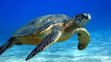 जानिये Turtle के बारे में ये 15 रोचक तथ्य