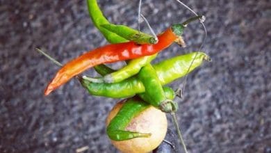 घर को बुरी नजर से बचाने के लिए करें यह वास्तु उपाय...!!