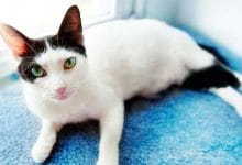 बिल्लियों के बारे में 22 ग़ज़ब रोचक तथ्य |