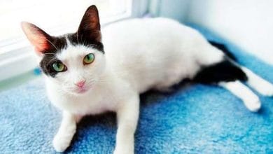 बिल्लियों के बारे में 22 ग़ज़ब रोचक तथ्य |