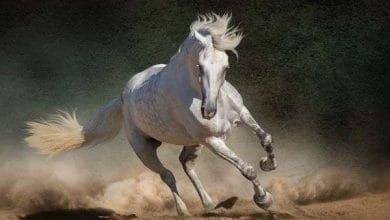 घोड़ो के बारे में 23 ग़ज़ब बातें
