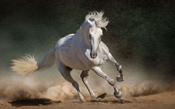 घोड़ो के बारे में 23 ग़ज़ब बातें