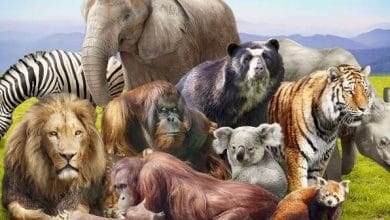 जीव जंतुओं के बारे में 15 रोचक तथ्य शायद ही आप जानते होंगे.