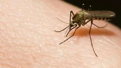 मच्छर के बारे में कुछ रोचक जानकारिया