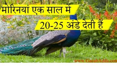 मोर से जुड़े कुछ मजेदार और रोचक तथ्य -Some fun and interesting facts related to peacocks -