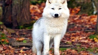 भेडिये से जुड़े अजीबोगरीब रोचक तथ्य | Wolf Facts in Hindi