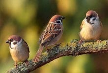 जानिए पक्षियों से जुड़ी कुछ रोचक जानकारियां- Birds Facts in Hindi