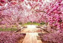 ये हैं दुनिया के 10 सबसे सुंदर फूल! शायद ही आप जानते हों