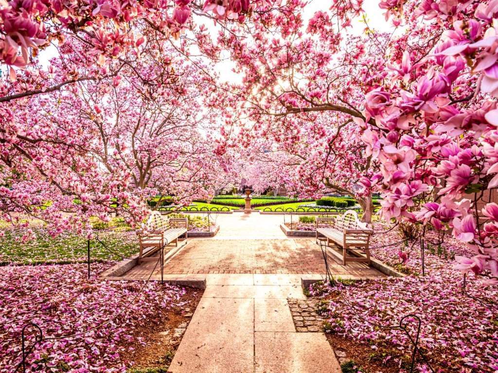 ये हैं दुनिया के 10 सबसे सुंदर फूल! शायद ही आप जानते हों