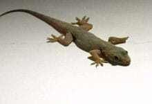 छिपकलियो के बारे में रोचक तथ्य , बता सकती हैं आपका भविष्य-