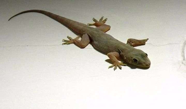 छिपकलियो के बारे में रोचक तथ्य , बता सकती हैं आपका भविष्य-