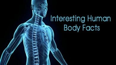 मानव शरीर के बारे में 20+ ऐसे मजेदार तथ्य, जो आप में से शायद ही कोई जानता हो।