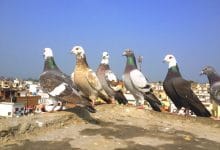कबूतर से जुड़ीं 15 अनोखी बातें: About Pigeon in Hindi