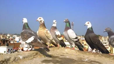 कबूतर से जुड़ीं 15 अनोखी बातें: About Pigeon in Hindi
