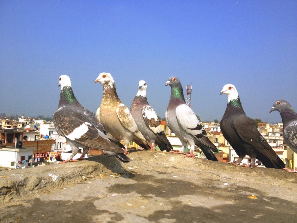 कबूतर से जुड़ीं 15 अनोखी बातें: About Pigeon in Hindi