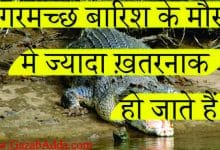 मगरमच्छ से जुड़ीं 23 अनोखी जानकारियां: Intresting Fact About Crocodile