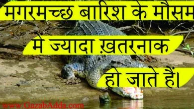 मगरमच्छ से जुड़ीं 23 अनोखी जानकारियां: Intresting Fact About Crocodile