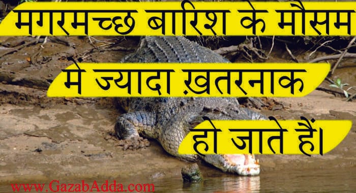 मगरमच्छ से जुड़ीं 23 अनोखी जानकारियां: Intresting Fact About Crocodile