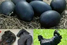 25 ज्ञानवर्धक बाते जो आपके दिमाग को 100 वाॅट का झटका देने के लिए काफी है.#11