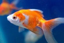 २०+ Interesting Facts in Hindi : बेहतरीन रोचक तथ्य - Part 18