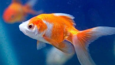 २०+ Interesting Facts in Hindi : बेहतरीन रोचक तथ्य - Part 18