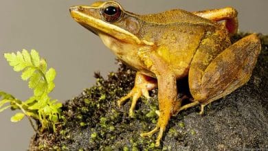 25 रोचक तथ्य भाग ,unbelievable facts,rochak facts,Intresting facts, Awesome facts, unique things #17