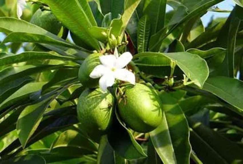 5 Very Dangerous Plants in the World Hindi: खतरनाक पौधे जिनके संपर्क में आते ही पक्की है मौत!