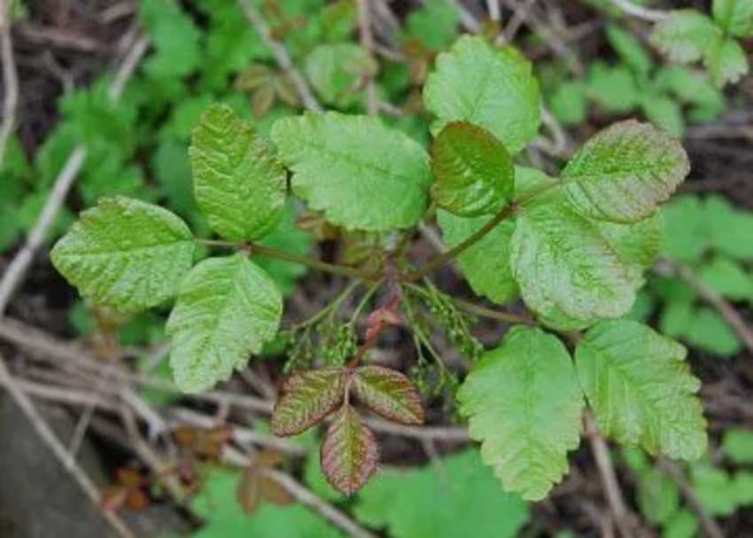 5 Very Dangerous Plants in the World Hindi: खतरनाक पौधे जिनके संपर्क में आते ही पक्की है मौत!