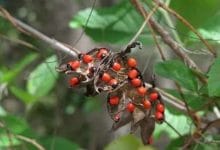 5 Very Dangerous Plants in the World Hindi: खतरनाक पौधे जिनके संपर्क में आते ही पक्की है मौत!