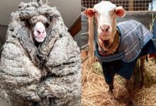 5 years sheep wondering in jungle