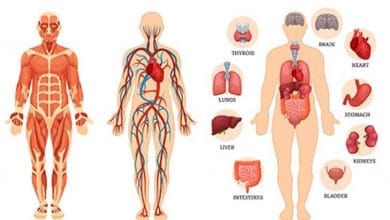 मानव शरीर के बारे में 50 अद्भुत एवं रोचक तथ्य – Amazing Facts About the Human Body
