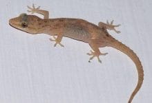 छाती पर छिपकली गिरने का मतलब | स्त्री या पुरुष के छाती पर छिपकली गिरना | chhati per chhipkali ka girna