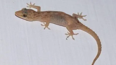 छाती पर छिपकली गिरने का मतलब | स्त्री या पुरुष के छाती पर छिपकली गिरना | chhati per chhipkali ka girna