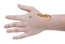 दाहिने हाथ पर छिपकली गिरना कैसा होता है | बाएं हाथ पर छिपकली गिरना | hath per chhipkali ka girna