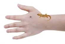 दाहिने हाथ पर छिपकली गिरना कैसा होता है | बाएं हाथ पर छिपकली गिरना | hath per chhipkali ka girna