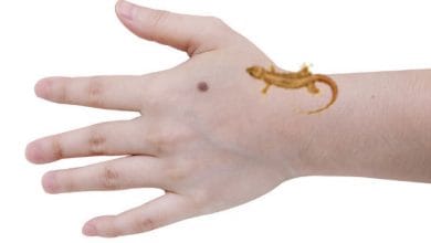 दाहिने हाथ पर छिपकली गिरना कैसा होता है | बाएं हाथ पर छिपकली गिरना | hath per chhipkali ka girna