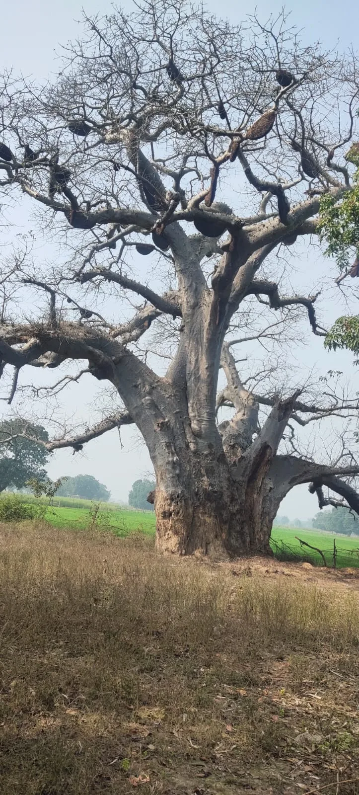 कल्पवृक्ष एक मुहिम Kalpavriksha ki Katha- Fatehpur Rahasya