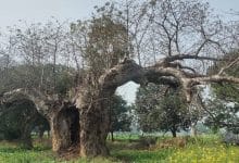 कल्पवृक्ष एक मुहिम Kalpavriksha ki Katha- Fatehpur Rahasya