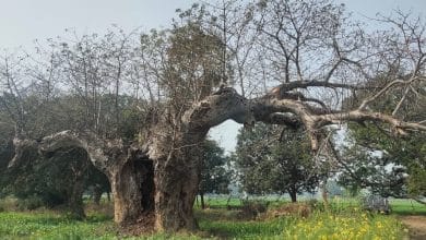 कल्पवृक्ष एक मुहिम Kalpavriksha ki Katha- Fatehpur Rahasya