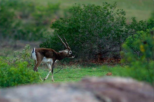Top 10 World's Horned Animals List- दुनिया के 10 सर्वश्रेष्ठ सींग वाले जानवर |