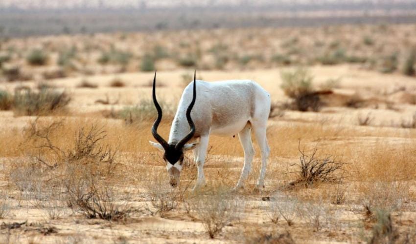 Top 10 World's Horned Animals List- दुनिया के 10 सर्वश्रेष्ठ सींग वाले जानवर |