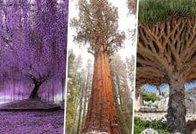 दुनिया के तीन सबसे खूबसूरत अजीबों गरीब पेंड़ है जो की बहुत ही अजीब है ?