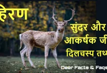 आभारी हिरणी हिन्दी कहानी