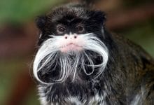 प्रकृति के 8 खूबसूरत जानवर, Unknown Beautiful Animals in The World