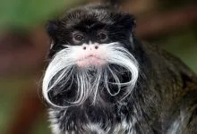 प्रकृति के 8 खूबसूरत जानवर, Unknown Beautiful Animals in The World