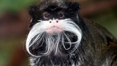 प्रकृति के 8 खूबसूरत जानवर, Unknown Beautiful Animals in The World