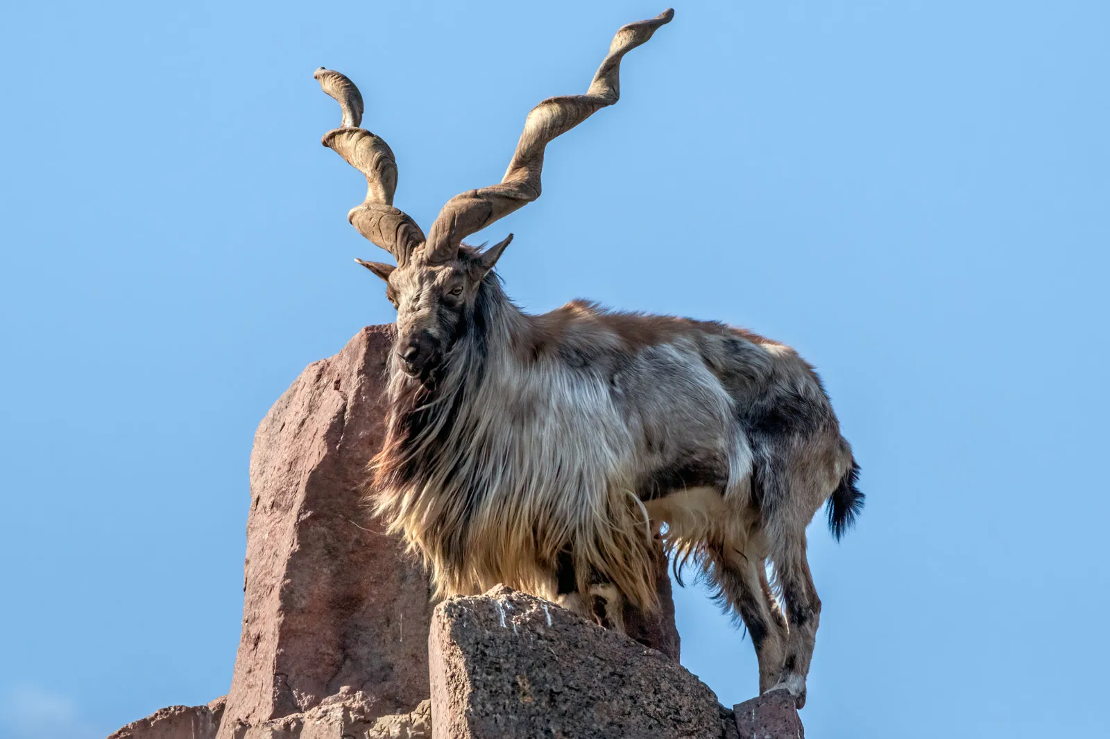 प्रकृति के 8 खूबसूरत जानवर, Unknown Beautiful Animals in The World