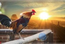 मुर्गे की बाँग और सूर्योदय हिन्दी कहानी