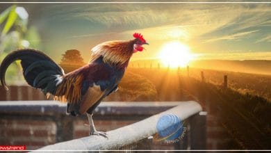 मुर्गे की बाँग और सूर्योदय हिन्दी कहानी